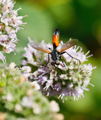 Cylindromyia auf Blume