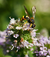 Wespe auf eine Blume