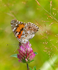 Schmetterling auf Blume