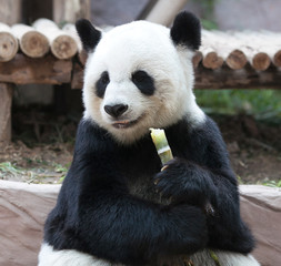 Chinese tourist symbol and attraction - Giant panda bear eating bamboo