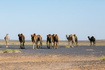 Camel life wild gropu camello