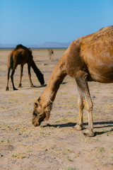 Camel wild life morocco camello