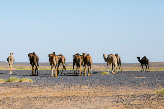 Camel life wild gropu camello