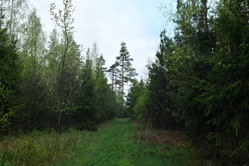 Fototapeta premium Forest road after rain