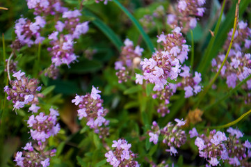 Meadow violet and purple flowers of thyme in the summer field. Green background. Nature landscape 