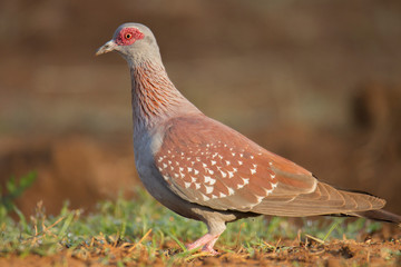spotted pigeon
