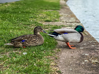 Obraz premium A male and a female duck at the river Main in Frankfurt, Germany at a sunny day in spring.