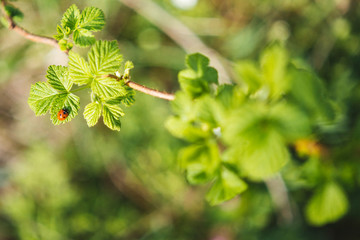 ladybug on young leaves of raspberry bush