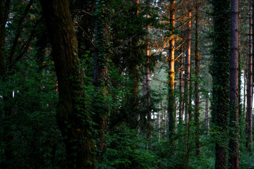 trees and light in the forest