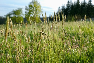 Grass in the meadow - Spring in the Czech Republic