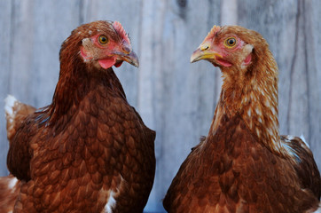 two chickens in the background of a gray wooden fence close-up look into the camera