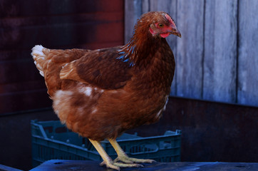 one chicken against the background of a wooden barn in the village in full height. Agriculture
