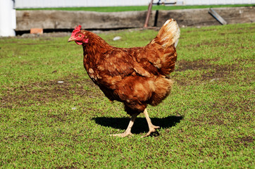 one chicken walks on the grass in the village. Agriculture