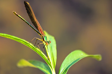 Orange Dragonfly