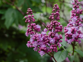 flowering branch of lilac with green leaves in the garden on a warm spring day