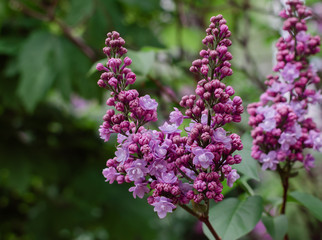 flowering branch of lilac with green leaves in the garden on a warm spring day