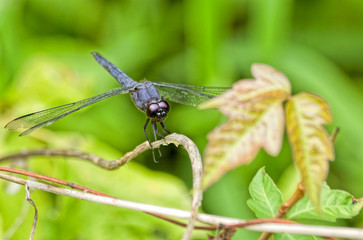Dark Blue Dragonfly on Plant