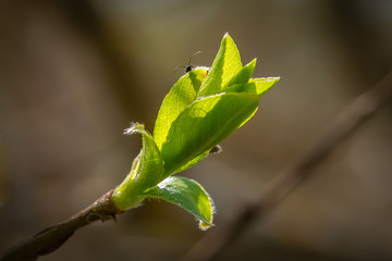 the trunk of the tree from below, the blossoming leaves on the branch