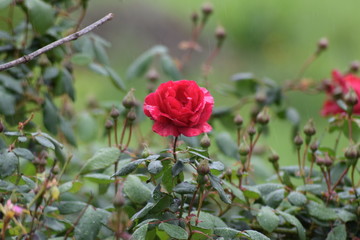 rosa roja en día de lluvia