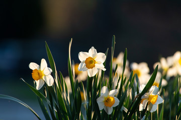 Daffodils in Bloom