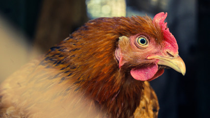 portrait of a chicken