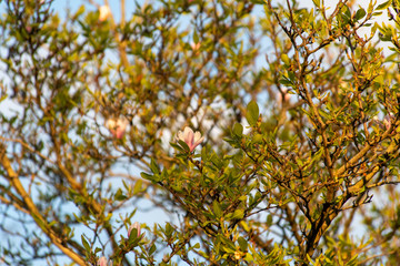 Tree blooming in spring