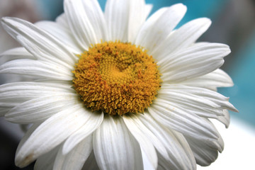 Fototapeta premium White chamomile close up