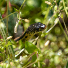 Garter Snake