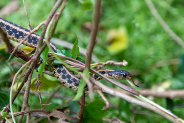 Garter Snake