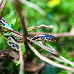 Garter Snake