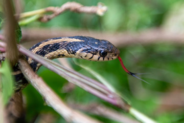 Garter Snake