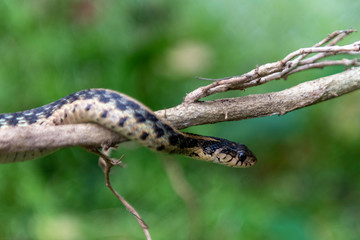 Garter Snake