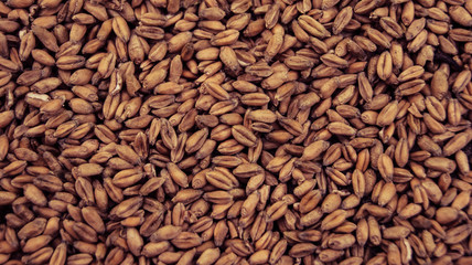 A pile of wheat background 