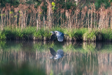 Great Blue Heron