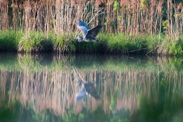 Great Blue Heron