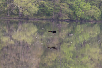 Cormorant