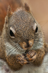 Naklejka na ściany i meble Red squirrel eating nut