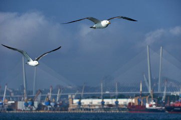 Fototapeta na wymiar Seagulls in the seaport. Vladivostok. Flying seagull on a background of blue sky and seaport.