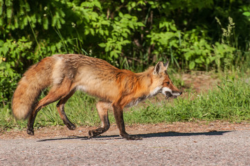 Red Fox carrying food in its mouth for its young.