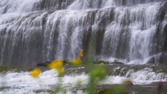 Man walking at the bottom of the Dynjandi waterfall, on a cloudy day, in Westfjords, Iceland,  Filmed behind flowers - Tracking, Slow motion shot