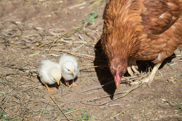 Two small chickens next to mom a red hen
