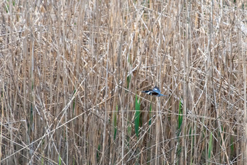 Banded Kingfisher