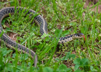 Garter Snake
