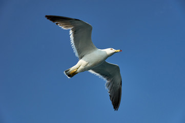 Fototapeta na wymiar Seagull in the sea. Flying seagull on a background of the sea.