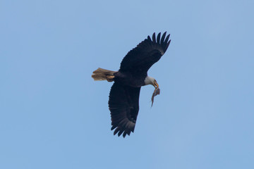 American Bald Eagle in Virginia
