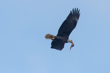 American Bald Eagle in Virginia