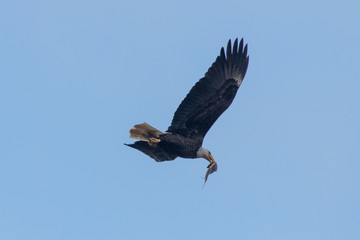 American Bald Eagle in Virginia