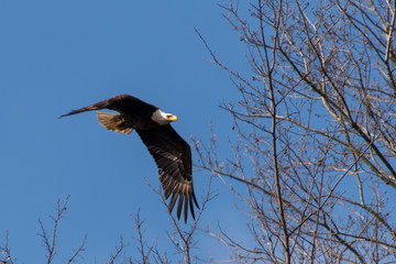 Bald Eagle in Virginia
