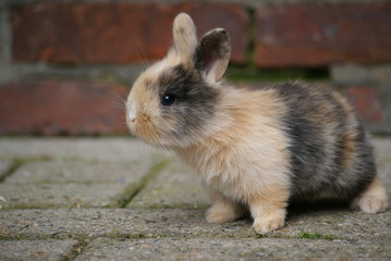 Little rabbit on green grass in summer day. Cottontail bunny rabbit in the garden