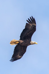 Bald Eagle in Virginia